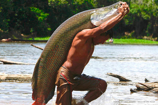 Tudo sobre o peixe pirarucu